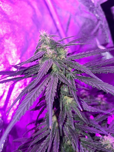 Growreport Bild 3