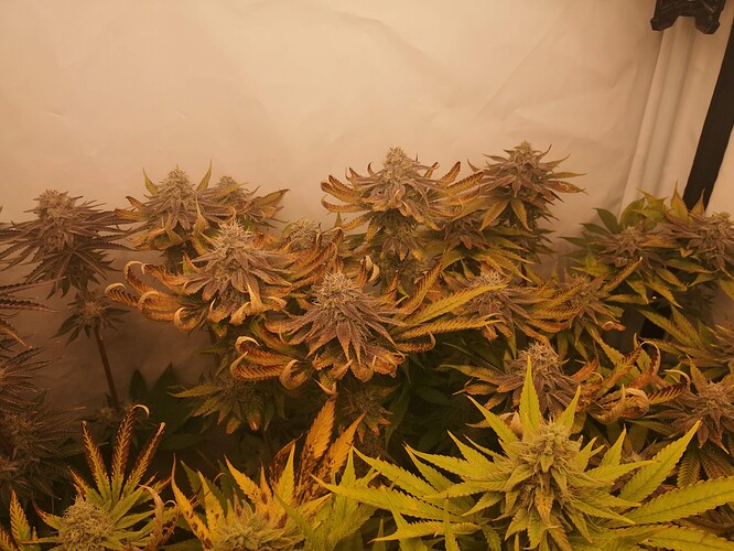 Growreport Bild 2