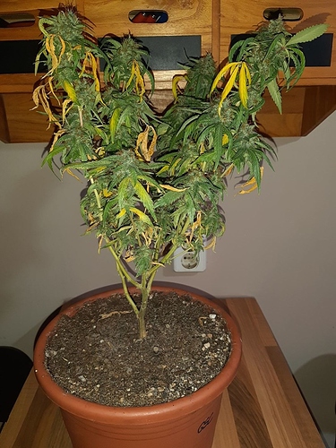Growreport Bild 1