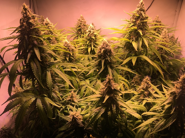 Growreport Bild 2