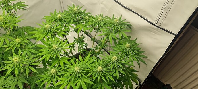 Growreport Bild 5