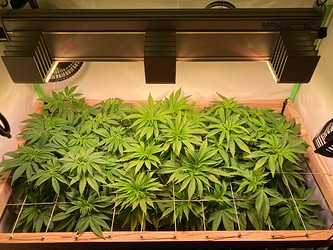 Growreport Bild 1
