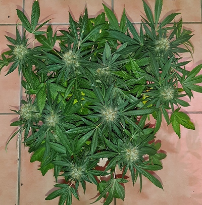 Growreport Bild 11