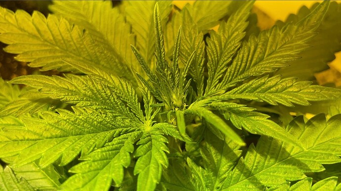 Growreport Bild 2