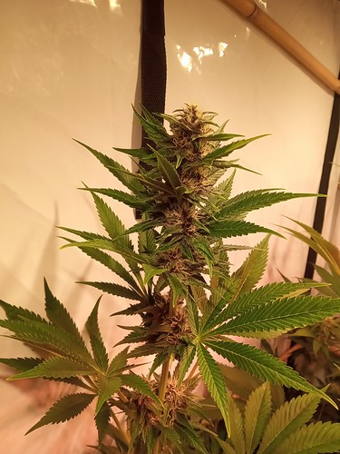 Growreport Bild 12