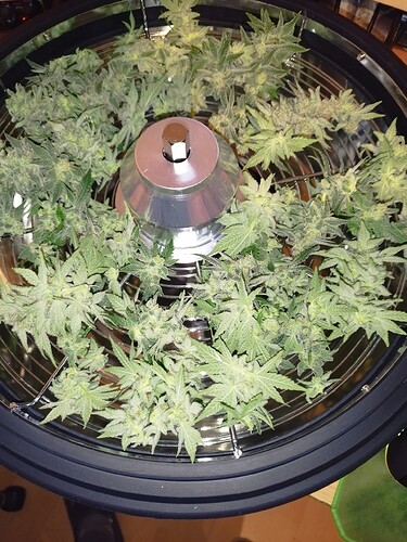Growreport Bild 18