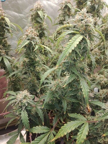 Growreport Bild 6