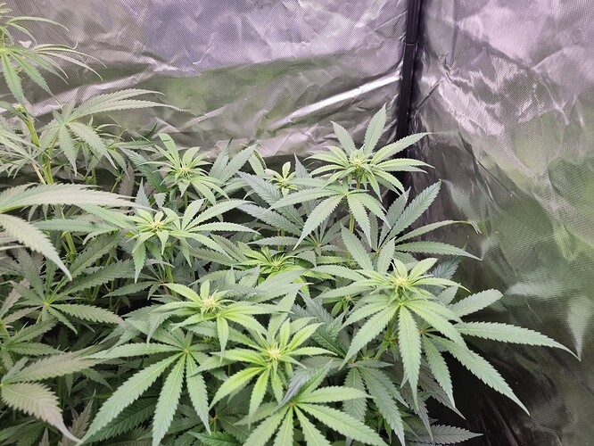 Growreport Bild 32