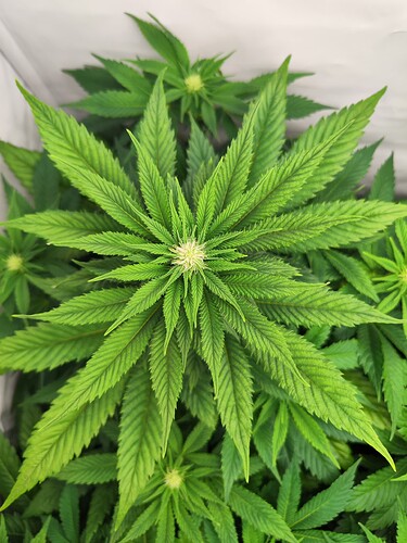 Growreport Bild 14