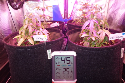 Growreport Bild 57