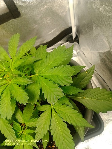 Growreport Bild 12
