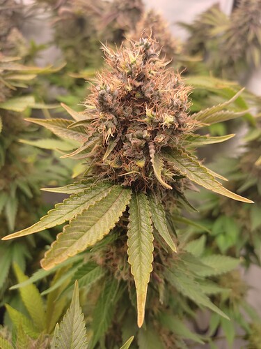 Growreport Bild 6