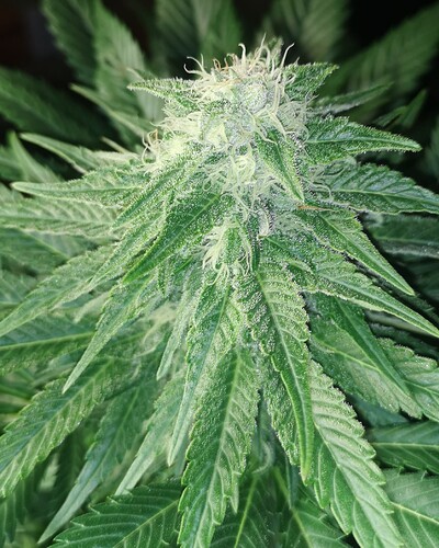 Growreport Bild 5