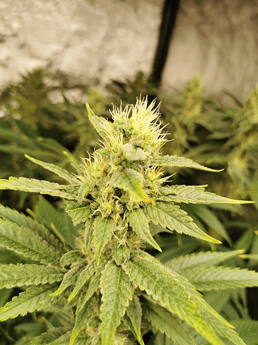 Growreport Bild 6