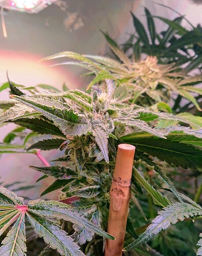 Growreport Bild 7