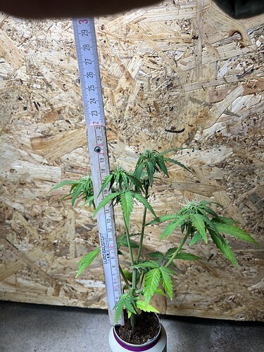 Growreport Bild 11