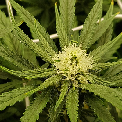 Growreport Bild 12