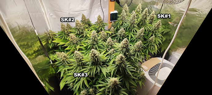 Growreport Bild 5