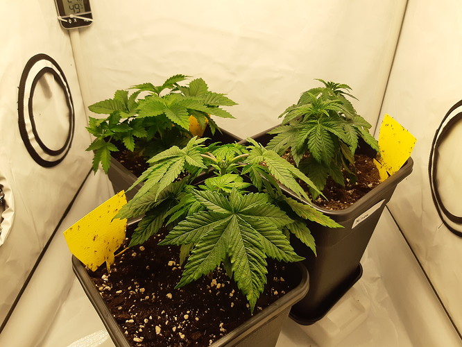 Growreport Bild 2