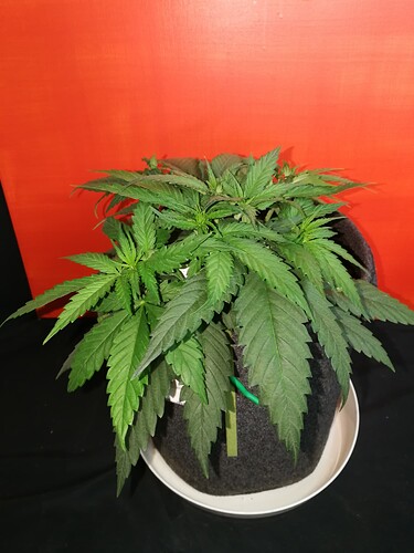 Growreport Bild 21