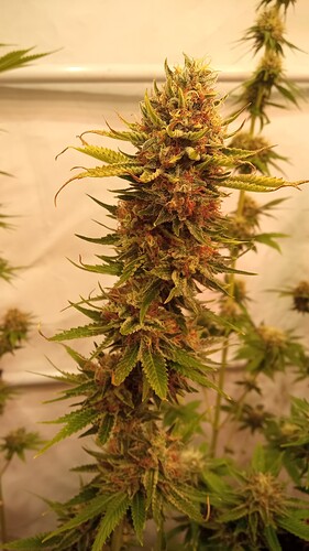 Growreport Bild 3