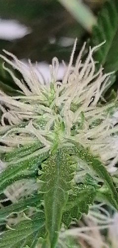 Growreport Bild 4
