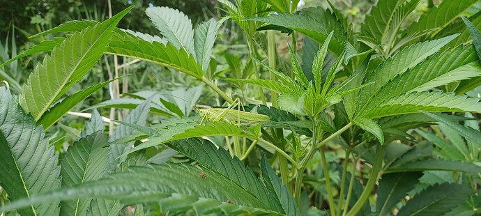 Growreport Bild 3