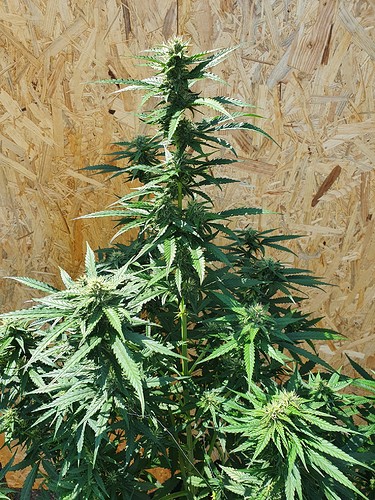 Growreport Bild 8