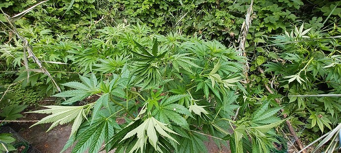 Growreport Bild 7