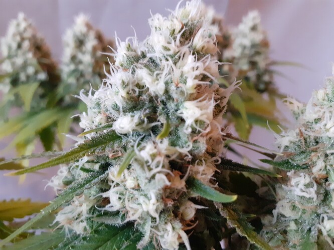 Growreport Bild 176