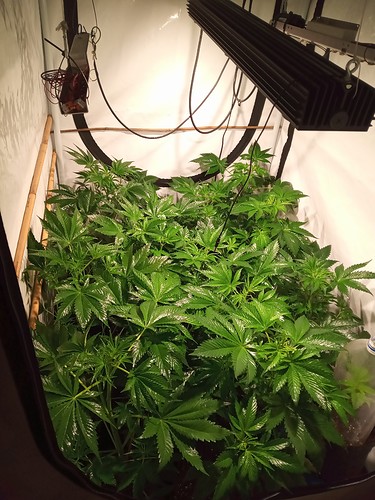 Growreport Bild 52