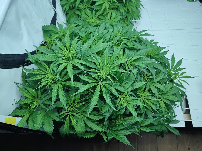 Growreport Bild 28