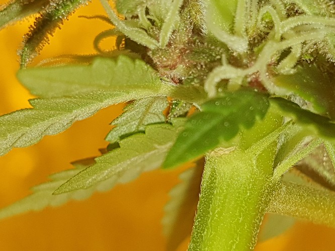 b (7)