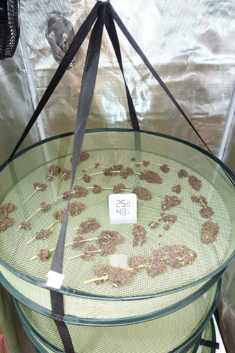 Growreport Bild 3