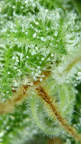 Growreport Bild 48