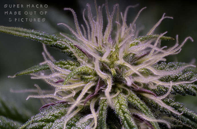 Super Macro Stack 1763-1767