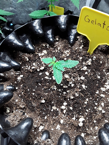 Growreport Bild 2
