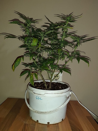 Growreport Bild 13