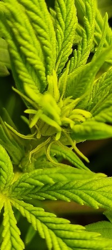 Growreport Bild 10
