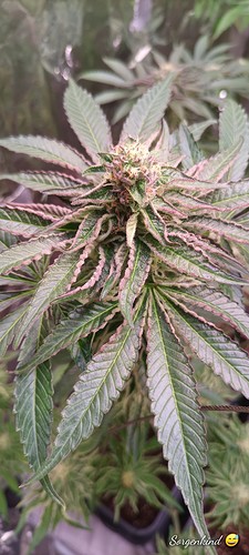 Growreport Bild 15