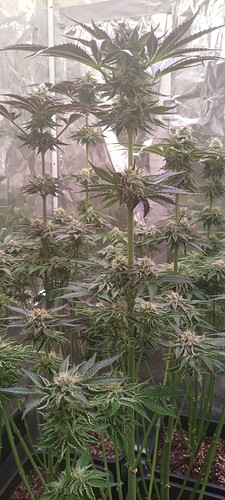 Growreport Bild 13