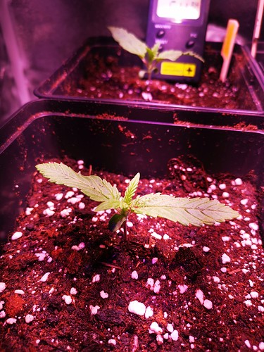 Growreport Bild 10