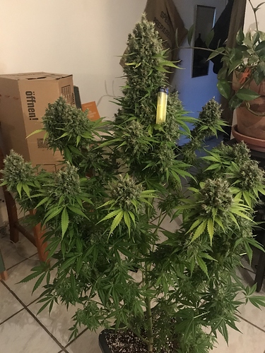 Growreport Bild 28