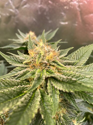Growreport Bild 4