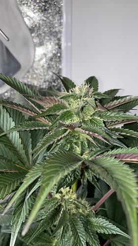 Growreport Bild 17