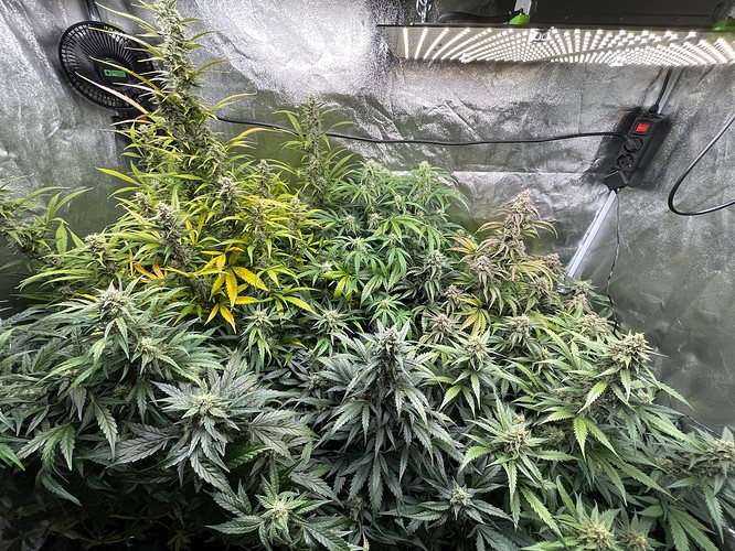 Growreport Bild 1