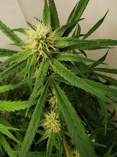 Growreport Bild 5