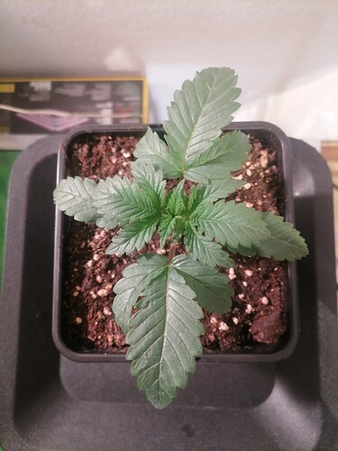 Growreport Bild 9