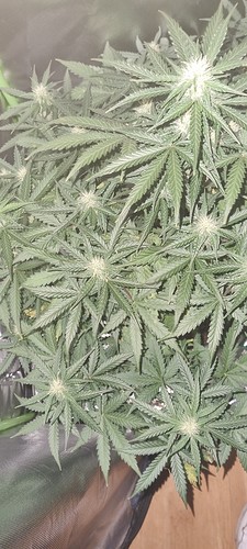 Growreport Bild 21
