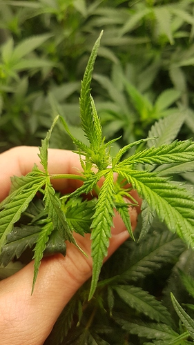 Growreport Bild 3
